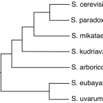 Saccharomyces Evolution