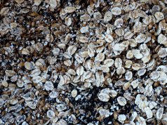 Scegliere i malti: qualche indicazione